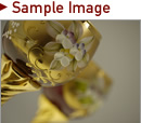 Sample Images